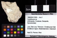 Foto (Objket + Etiketten) von Cyclothyreus sp. 